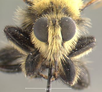Media type: image;   Entomology 13480 Aspect: head frontal view